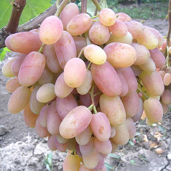 Виноград Виктор очень ранний Садовита