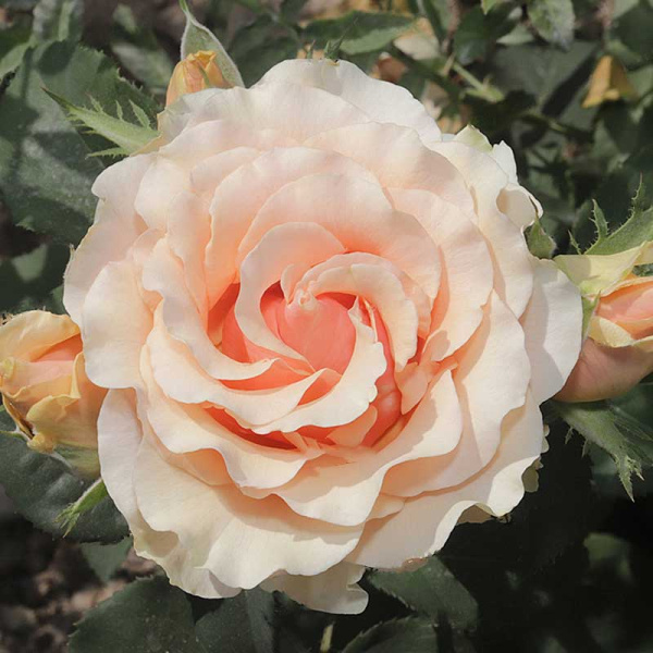 Роза чайно-гибридная Шантелла Садовита