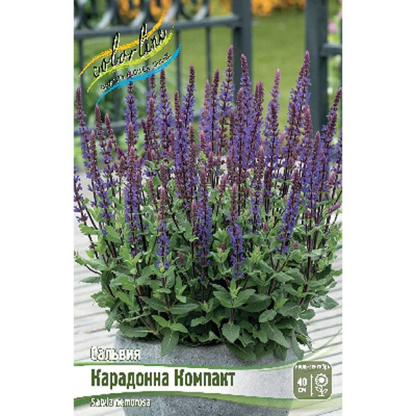Сальвия Карадонна Компакт I 1 шт