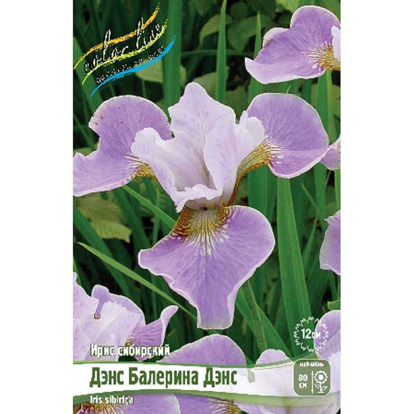 Ирис Сибирский Дэнс Балерина Дэнс I 25 шт Биг-пак 104
