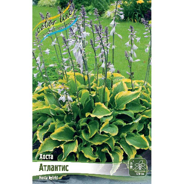 Хоста Атлантис 1 n 25 шт Биг-пак 5871