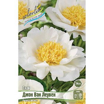 Пион Джон Ван Леувен 2/3 n 1 шт