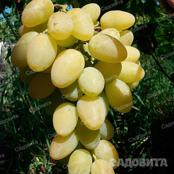 Виноград Лора очень ранний Садовита