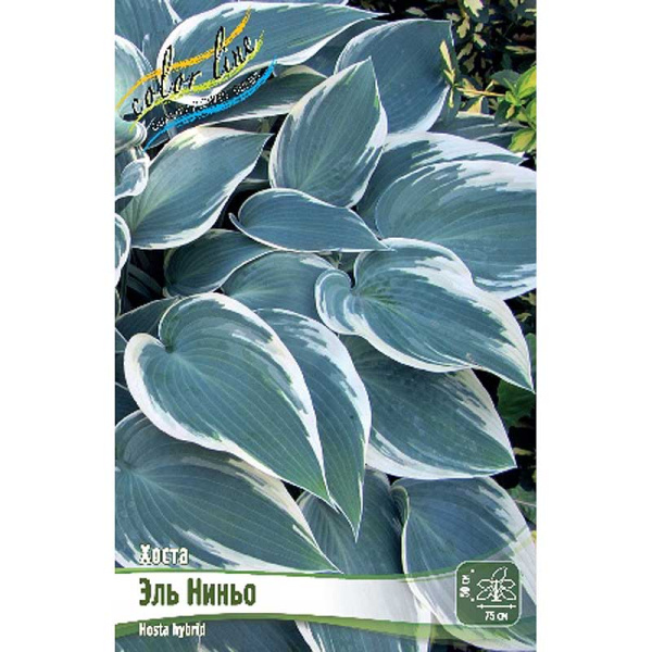 Хоста Эль Ниньо 1 n 25 шт Биг-пак 7907