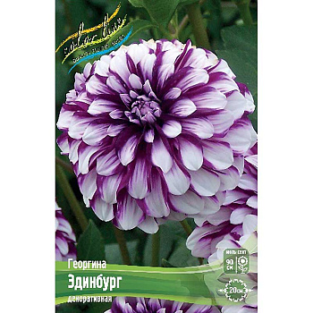 Георгина Эдинбург I 15 шт Шоу-бокс 9525