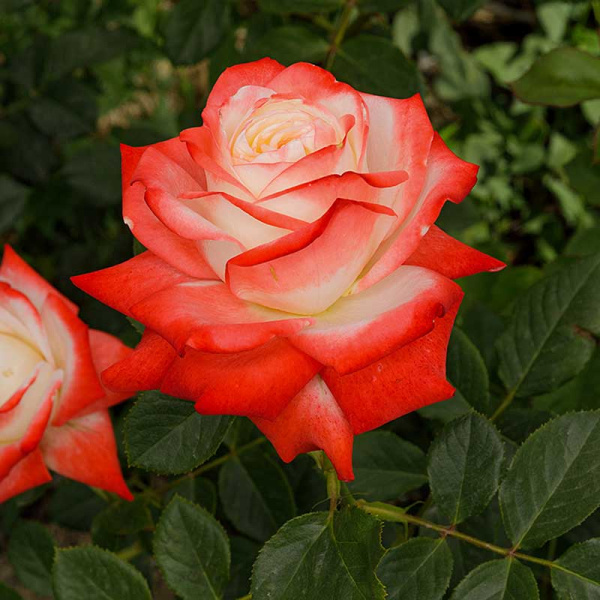 Роза чайно-гибридная Императрица Фарах Садовита