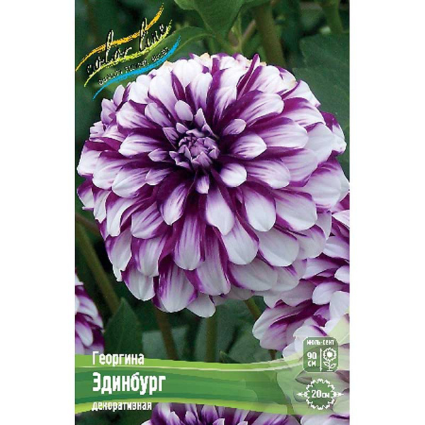 Георгина Эдинбург I 15 шт Шоу-бокс 9525