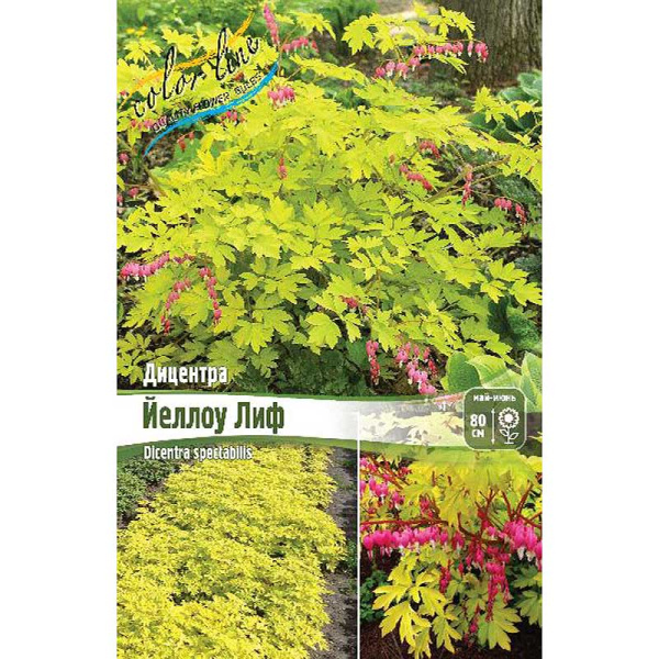 16443 Биг-Пак Дицентра Йеллоу Лиф 02/03 25 шт 