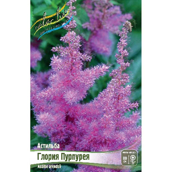 Астильба Глория Пурпурея 2/3 n 1 шт