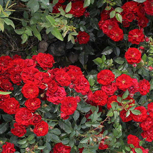 Роза почвопокровная Фейри Данс Садовита