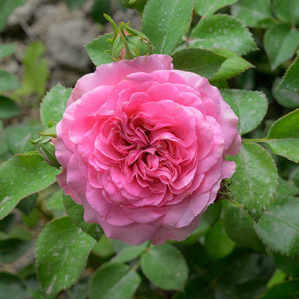 Роза Флорибунда Баронесса Садовита