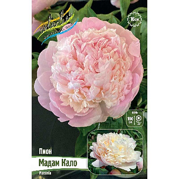 Пион Мадам Кало 2/3 n 1 шт 