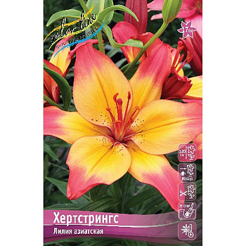 Лилия Хертстрингс 11/12 7 шт 