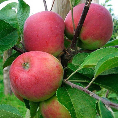 Яблоня на полукарликовом подвое Толунай Садовита