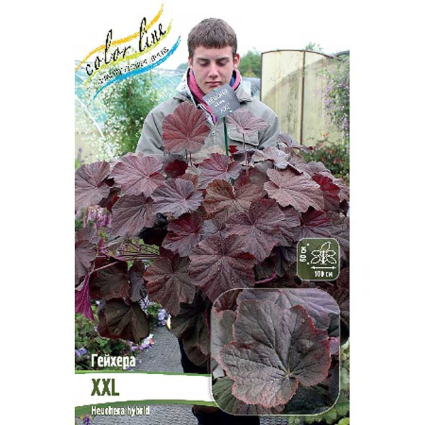 Гейхера Xxl I 1 шт 