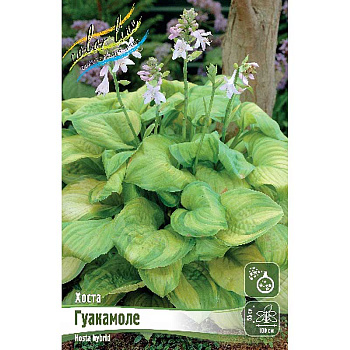 Хоста Гуакамоле 1 n 25 шт Биг-пак 7922