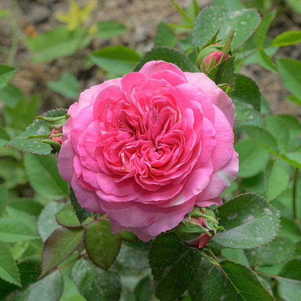 Роза Флорибунда Баронесса Садовита