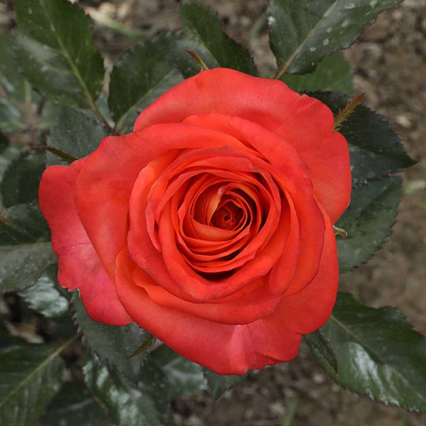 Роза чайно-гибридная Фройде Садовита