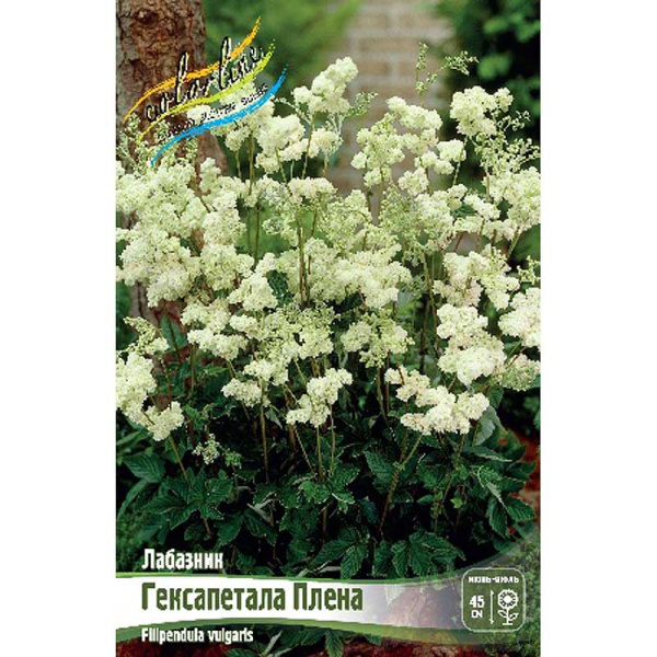 Лабазник Гексапетала Плена I 1 шт