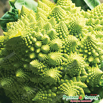 Капуста цветная Шеннон НК Ц