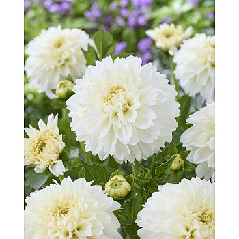 9441 Шоу-Бокс Георгина Гранд Файенн I 15 шт