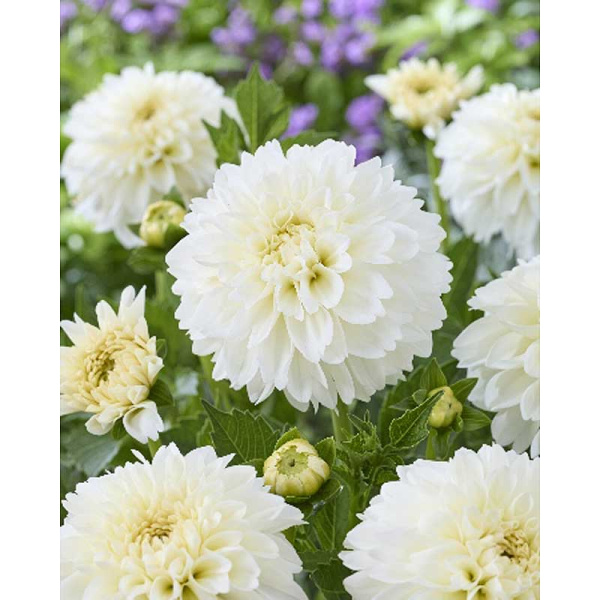 9441 Шоу-Бокс Георгина Гранд Файенн I 15 шт