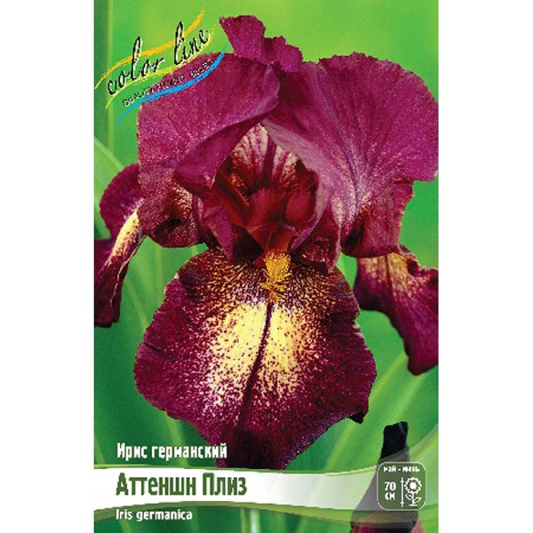 Ирис Германский Аттеншн Плиз I 1 шт