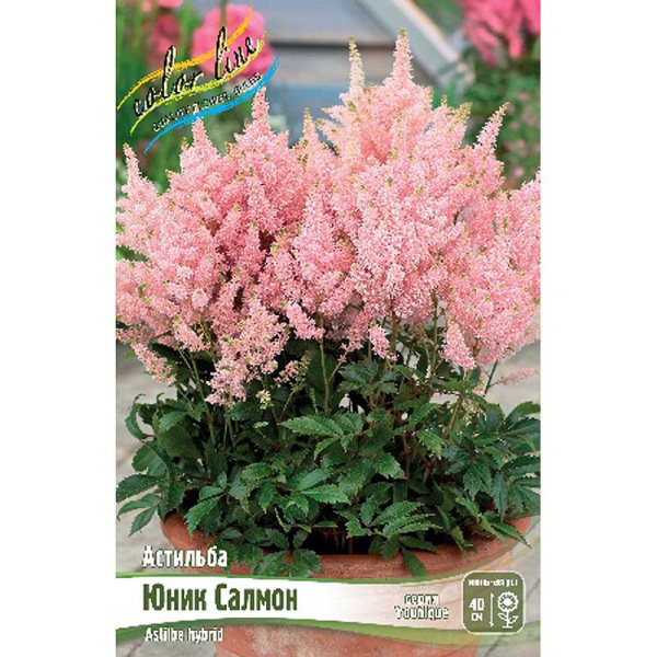 Астильба Юник Салмон 2/3 n 1 шт