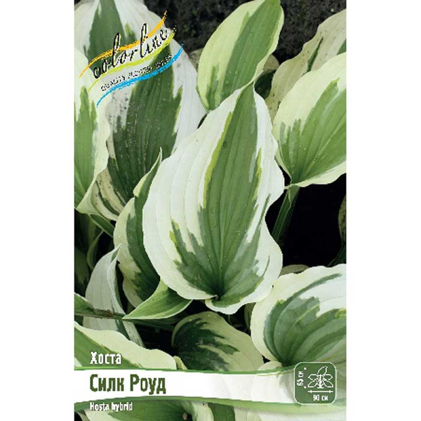 Хоста Силк Роуд 1 n 25 шт Биг-Пак 5850