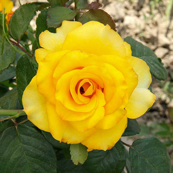 Роза Флорибунда Фрезия Садовита