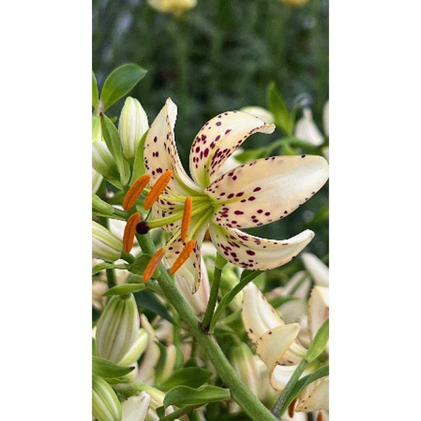 Лилия Алби Морнинг 14/16 1 Эконом шт 