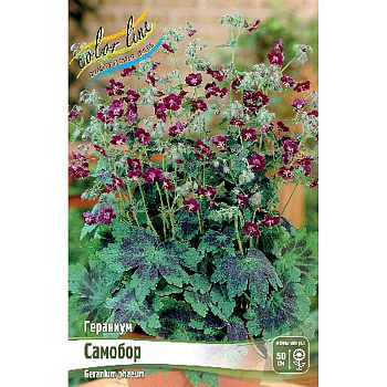 Гераниум Самобор I 1 шт