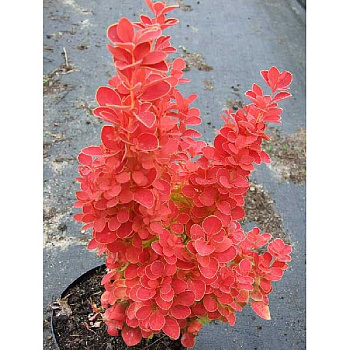 Барбарис Тунберга Оранж Айс P9