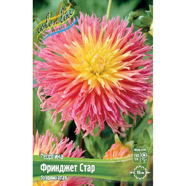 Георгина Фринджет Стар I 1 шт