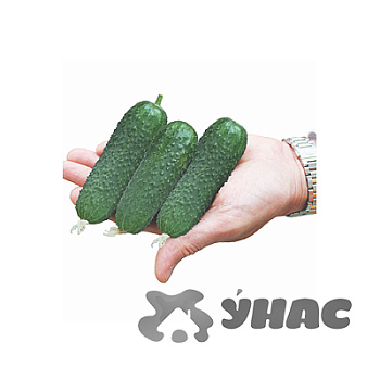 Огурец Саввин Семко Ц
