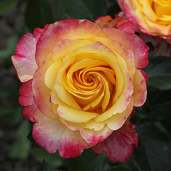 Роза чайно-гибридная Восточный экспресс Садовита