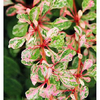 Барбарис Тунберга Наташа C2 шт