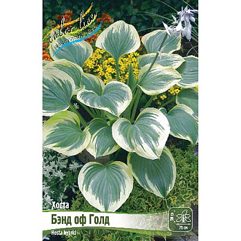 Хоста Бэнд Оф Голд 1 n 25 шт Биг-пак 13429
