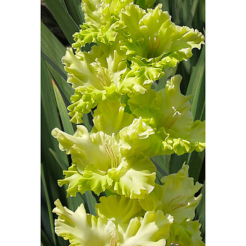 Гладиолус Блиц 12/14 7 шт Садовита