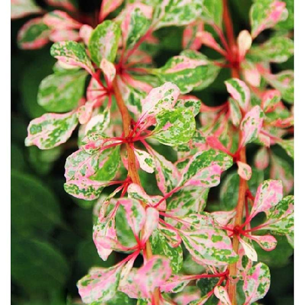 Барбарис Тунберга Наташа C2 шт