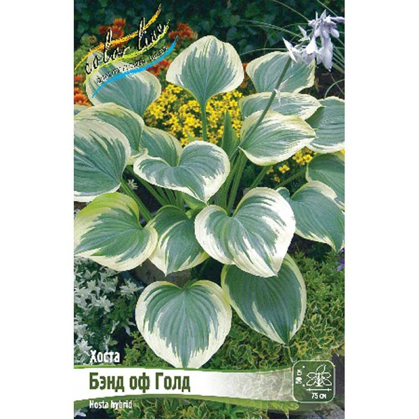 Хоста Бэнд Оф Голд 1 n 25 шт Биг-пак 13429