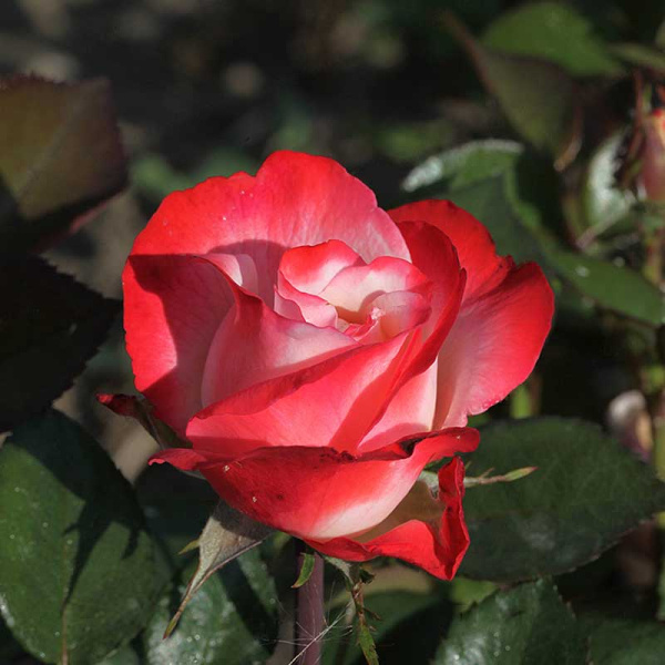 Роза чайно-гибридная Ностальжи Садовита