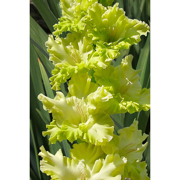 Гладиолус Блиц 12/14 7 шт Садовита