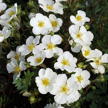 Лапчатка Кустарниковая Абботсвуд P9