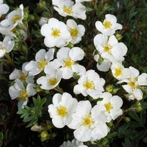 Лапчатка Кустарниковая Абботсвуд P9