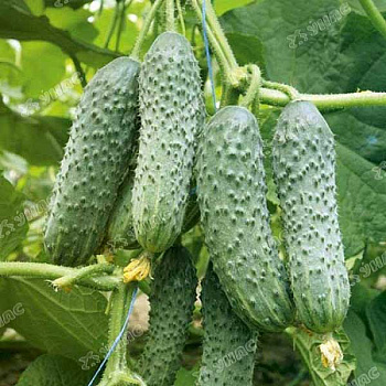 Огурец Габри (Нидерланды) Каприс