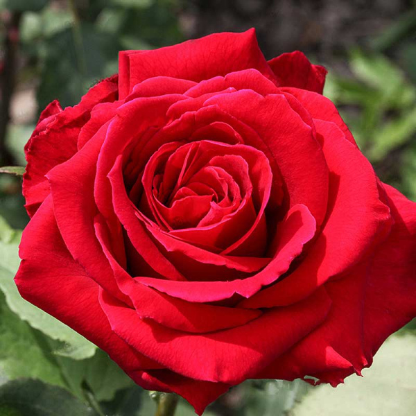 Роза чайно-гибридная Самурай Садовита