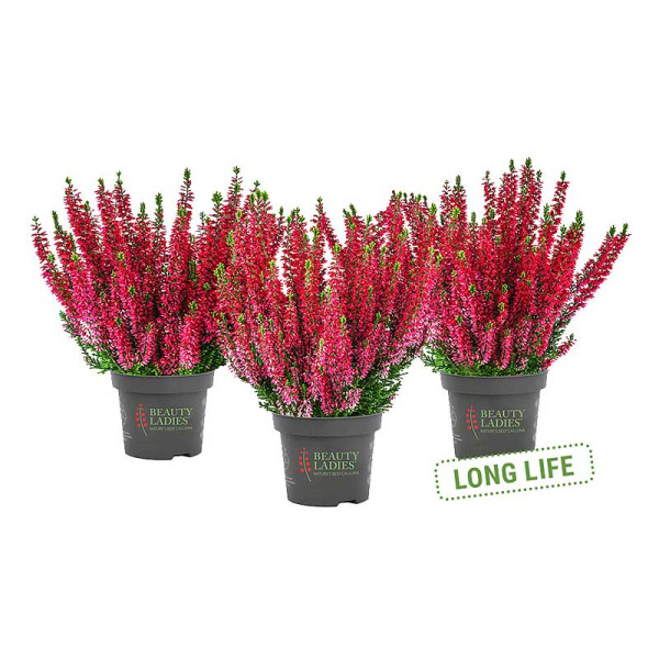 16670 Вереск Обыкновенный Скарлет P12 конт. шт