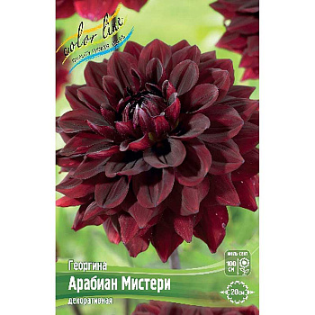 Георгина Арабиан Мистери I 15 шт Шоу-бокс 8940