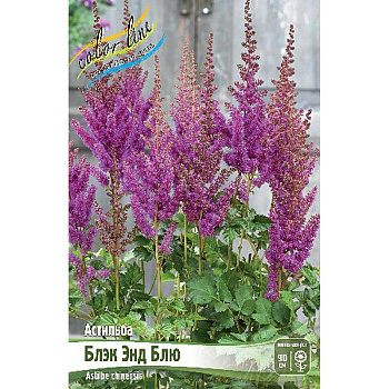 Астильба Блэк Энд Блю 2/3 n 25 шт Биг-пак 9659 